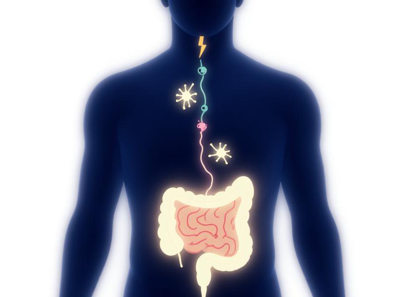 Infographic showing the chemical and neural connection between the human gut and brain