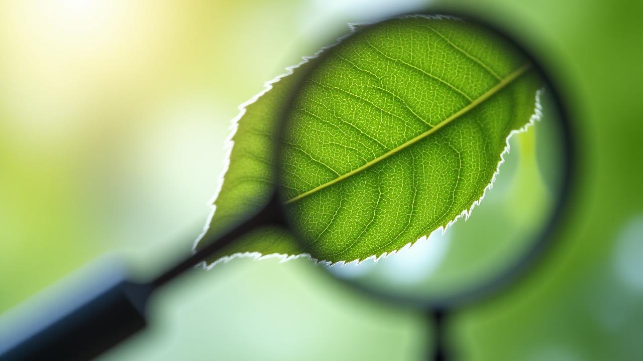 A microscopic and natural view of organic ingredients representing purity